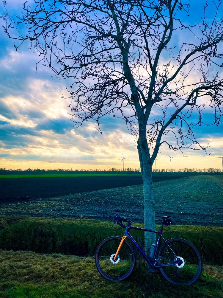 Gravelbike leaning against a tree 