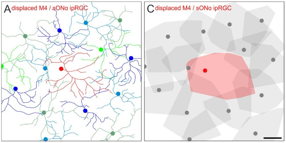 Dendritic trees of regular and displaced retinal ganglion cells and how the align to form a mosaic