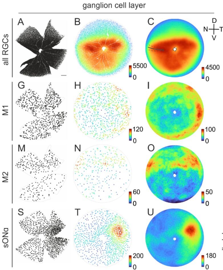 Density distributions of retinal ganglion cells across complete mouse retinas