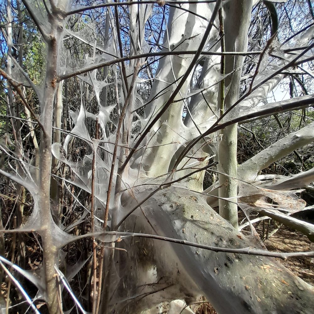 Tree completely enveloped in silk web