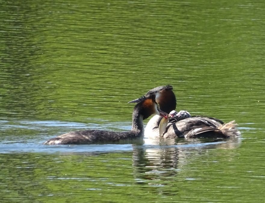 Ein Haubentaucher schwimmt im grünlich spiegelnden Wasser eines Sees und hat zwei kleine schwarz-weiß gestreifte Küken auf dem Rücken, die sich in sein Rückengefieder kuscheln. Ein zweiter Haubentaucher schwimmt daneben und reicht den Küken mit dem Schnabel einen Fisch, der mindestens so lang, wenn nicht länger, wie ein Kükenkopf samt Schnabel ist. 