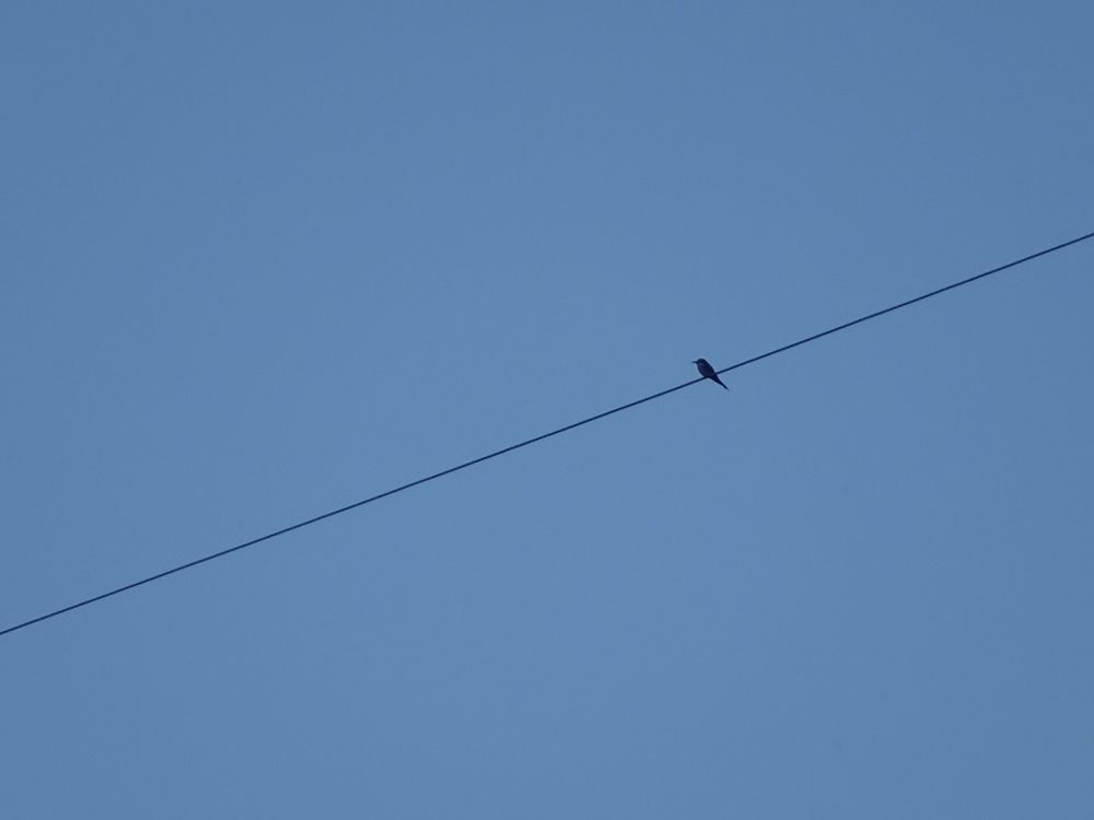 Vier Fotos von weiter entfernten Vogelsilhouetten auf Stromkabeln. 