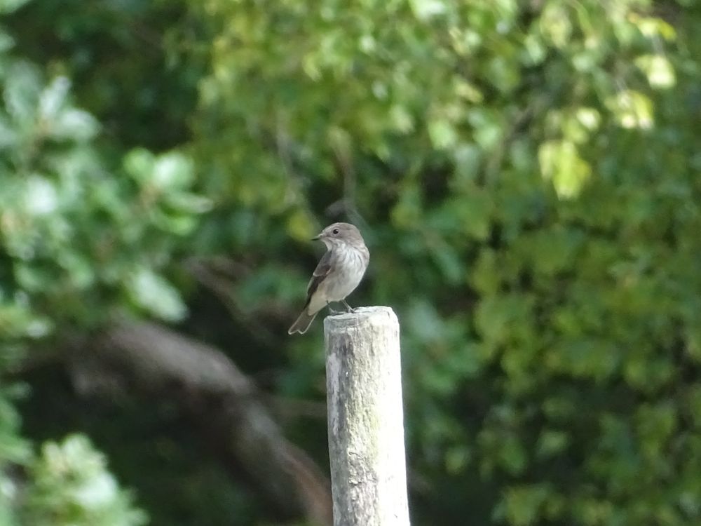 Ein kleiner spatzengroßer Vogel - hellgrauer Bauch, dunkelgraues Rückengefieder - sitzt auf einem Holzpfahl.
