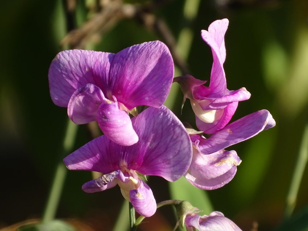 Pinkfarbene Platterbsenblüte
