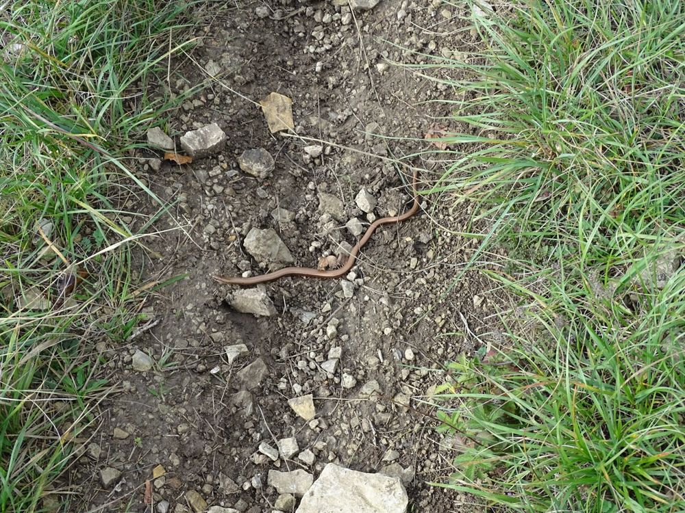 Blindschleiche - kupferfarben glänzendes schlangenartiges Reptil - auf einem steinigen kleinen Pfad, einmal in ganzer Größe, einmal der Kopfbereich etwas herangezoomt. 