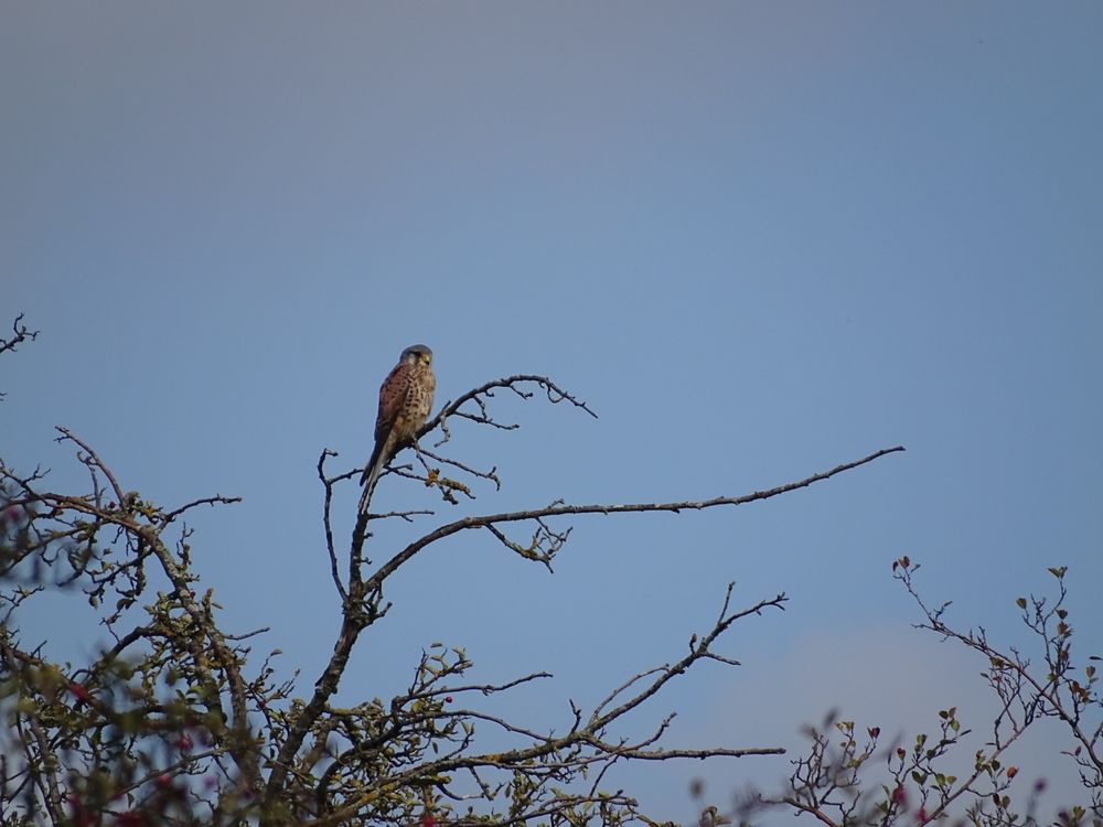 Vier Fotos eines männlichen Turmfalken auf einem abgestorbenen Zweig, er schaut in verschiedene Richtungen.
