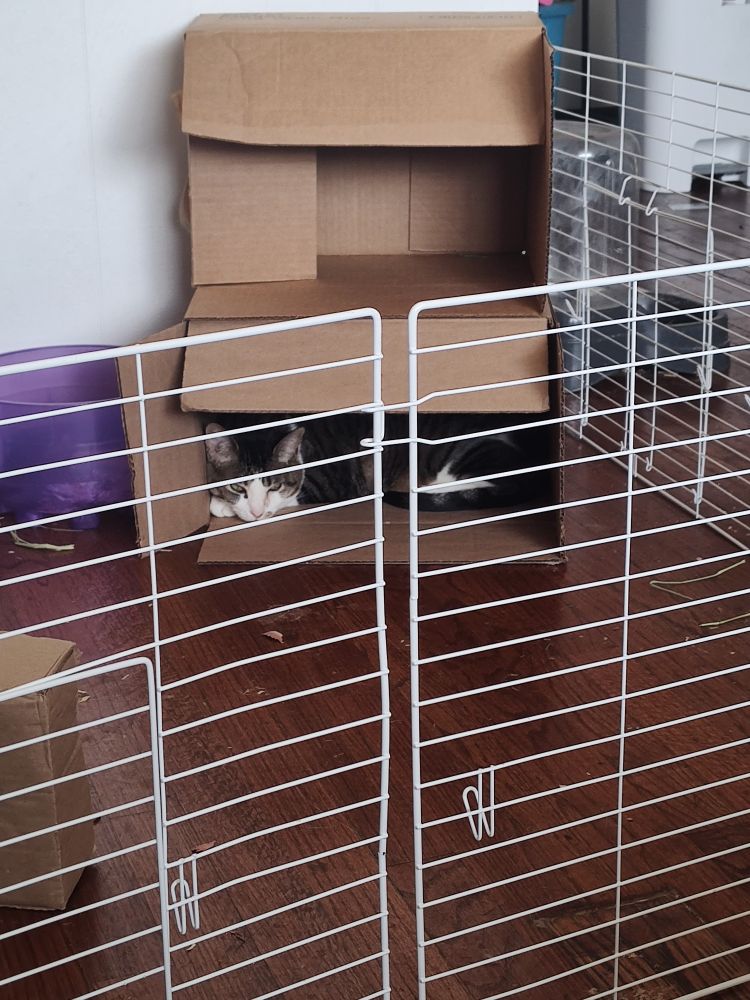 A different tabby cat taking over the others spot in the bunny box