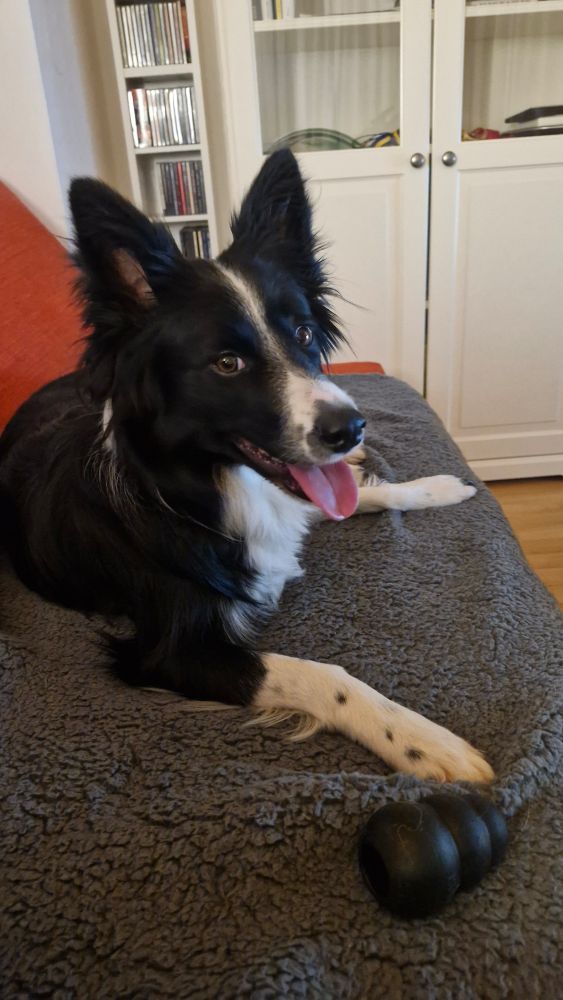 Bordercollie liegt auf einer Decke auf der Couch und schaut zufrieden in die Kamera