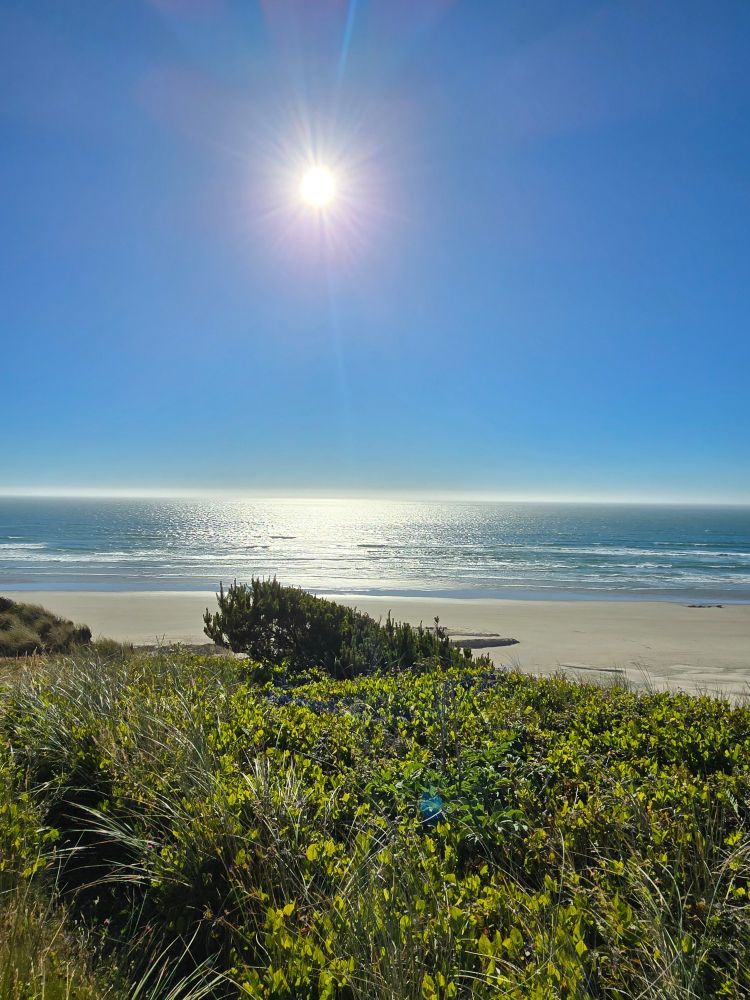 A photograph of an ocean and beach with greenery in the foreground.