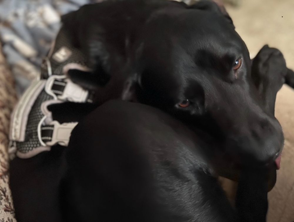 A black Labrador gently chews on her back foot.