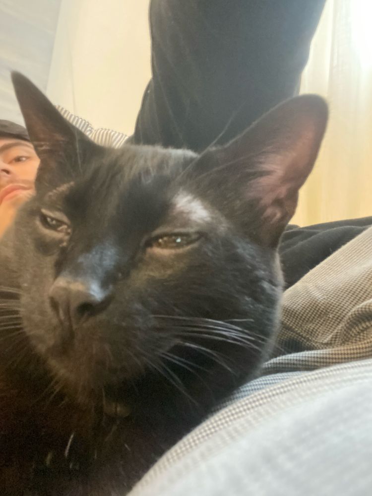 gato com cara de safado