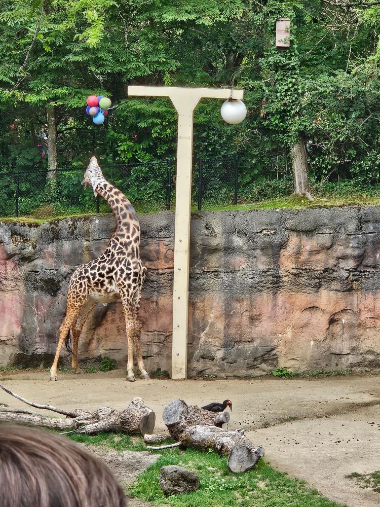 An adult giraffe uses its head to play with a cluster of small colorful balls. They look like a bunch of balloons floating in mid air.