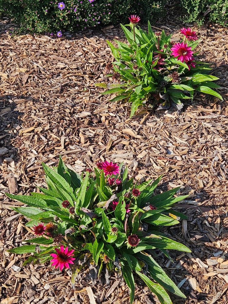 A pair of cone flower plants sit together in mulch. They have straight green leaves and magenta flowers.