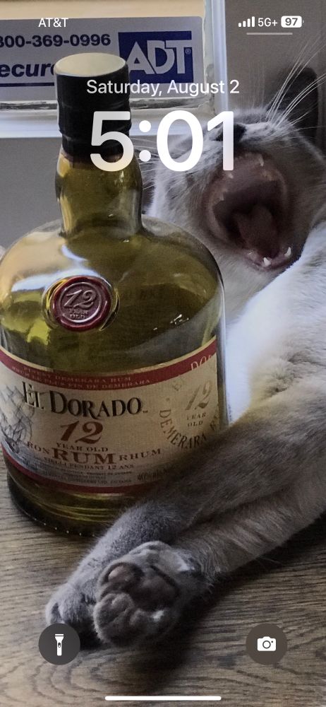 Photograph of a Siamese cat ready to call it a night, next to an empty bottle of rum.