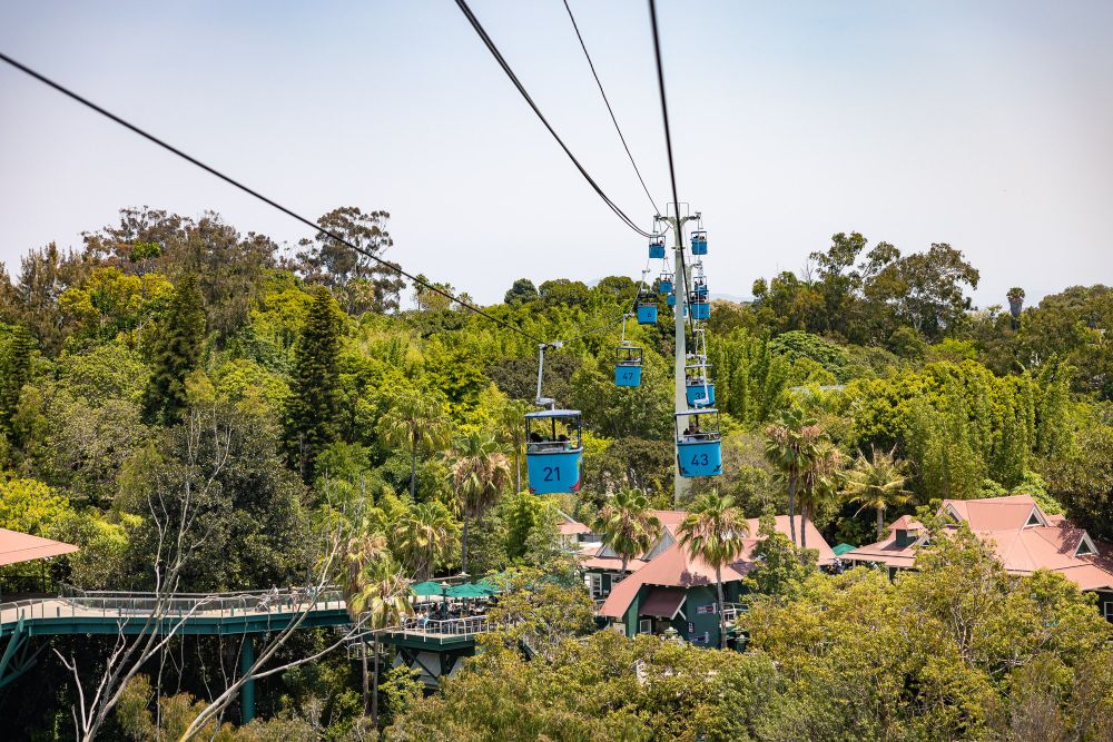Photograph from the Skyfari aerial tram at San Diego Zoo showing buckets suspended on a cable above a forest (or rather a bunch of forests?) below.
