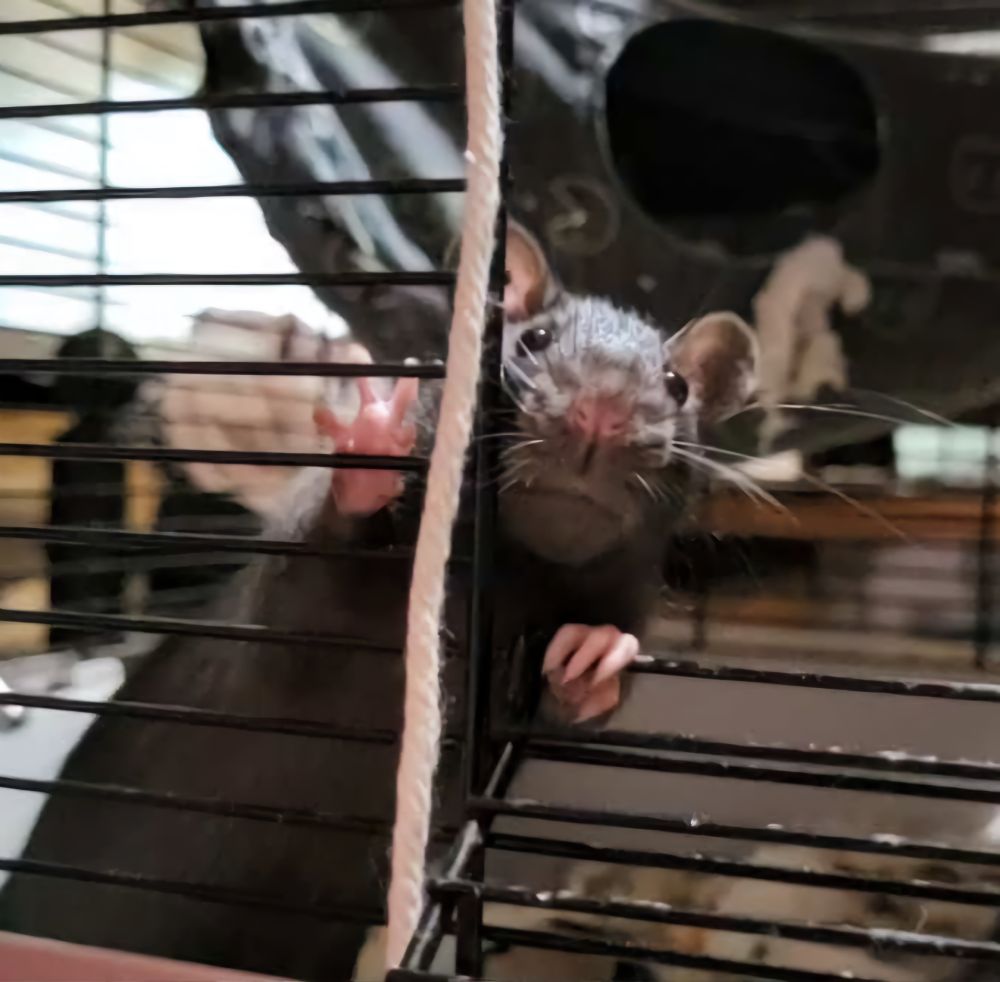 A little black rat stares at the camera. His expression is very unimpressed.