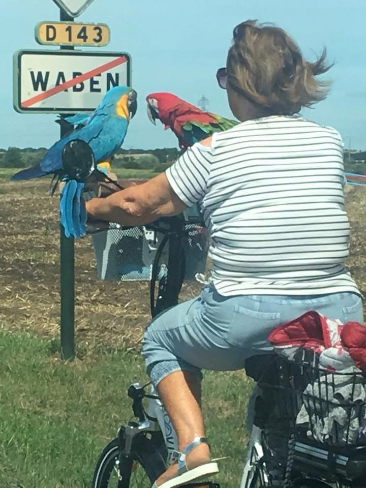 A woman riding a bicycle with two parrots sitting on the handlebars. A road sign in the background shows that she is on the D143 road leaving the village of Waben. This picture was taken in northern France. 