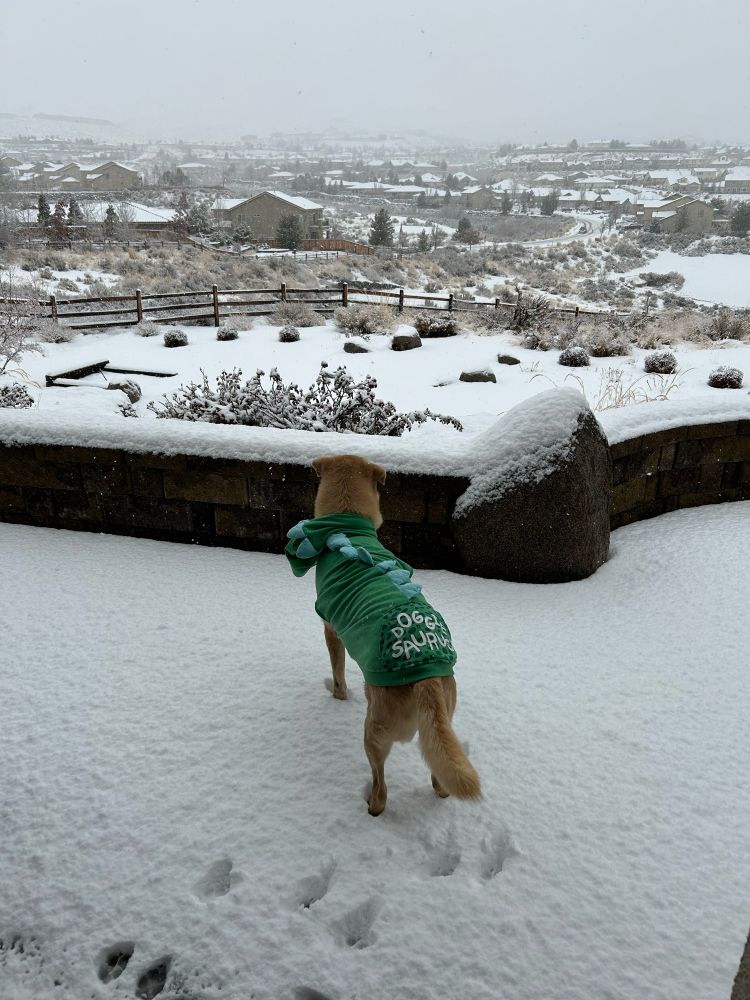 Biscuit in his dogosaurus costume in the snow 
