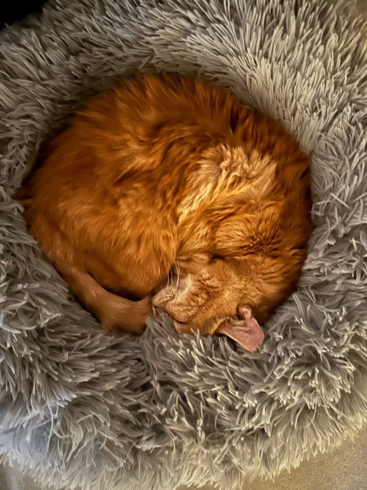 Ein roter Kater liegt zusammengerollt in einem flauschigem grauen Katzenbettchen und schläft.