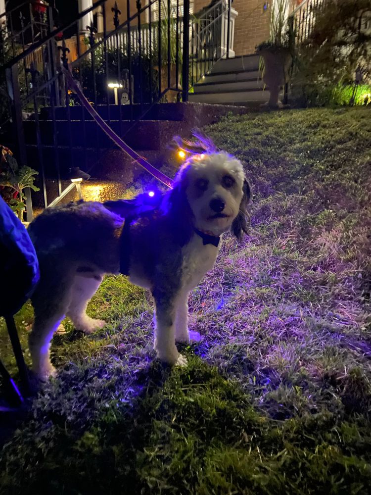 Surprisingly calm dog 💜💜