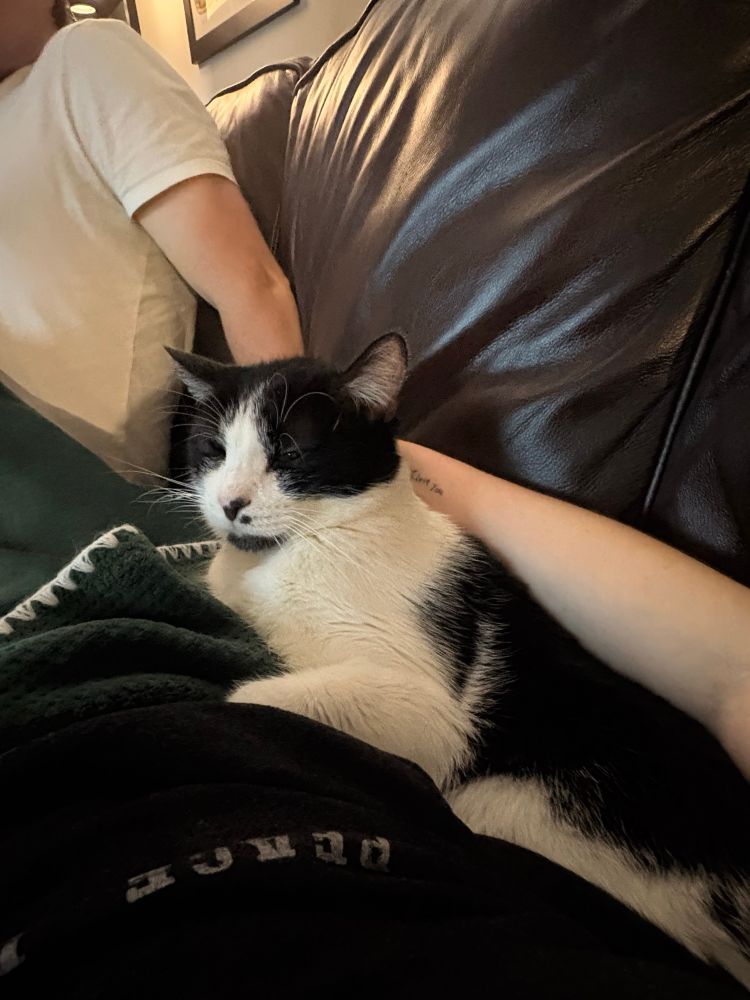 moo moo kitty 2