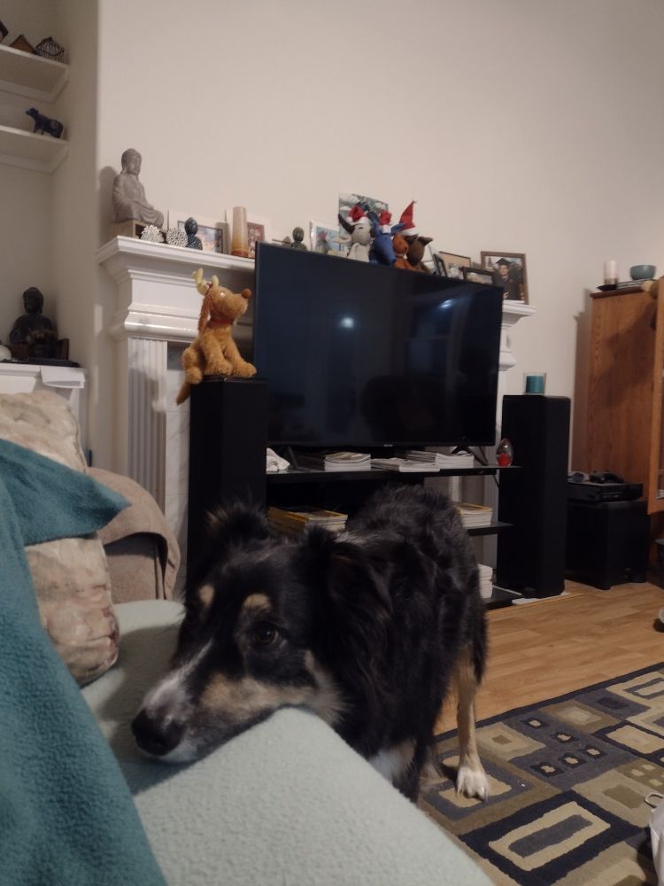 Australian Shepherd "Penny" resting her head on the couch