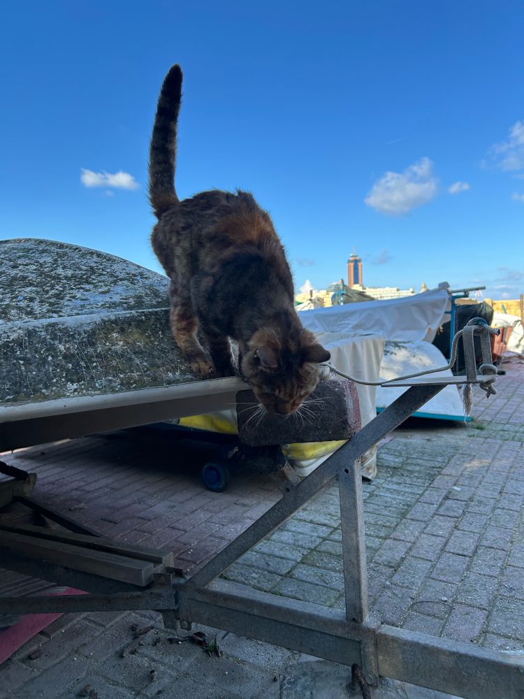 Cat on a boat 
