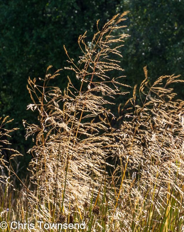 Tall golden grasses lit by the sun.