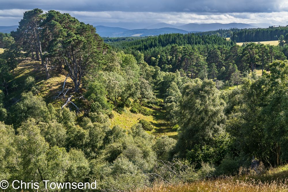 Woods lit by sunshine either side of a narrow shallow grassy valley with dark hills in the distance under a cloudy sky.