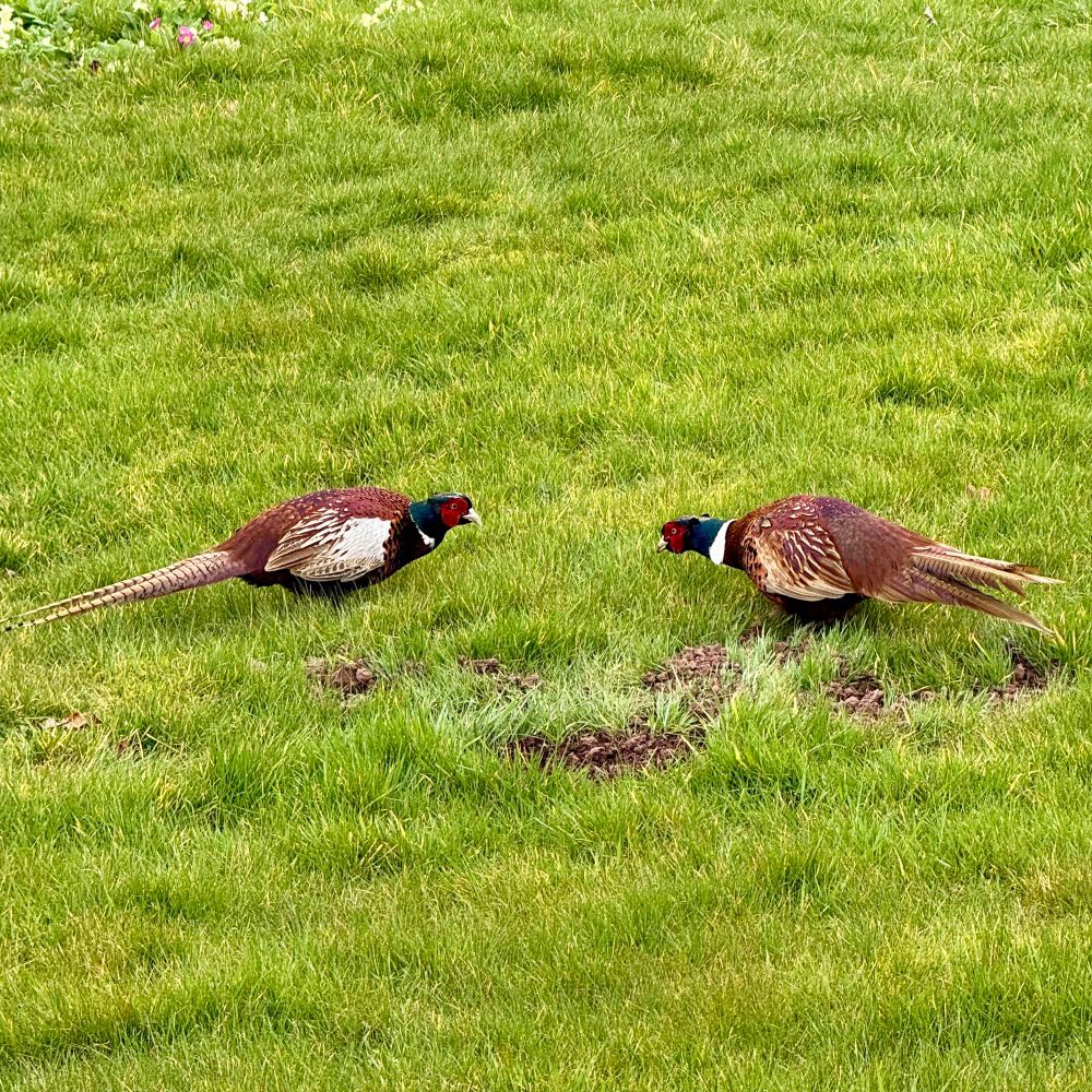 Pheasant standoff