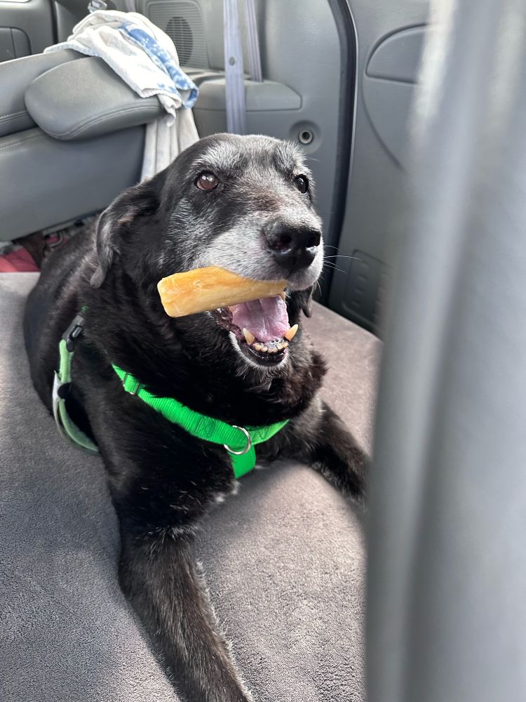 Beautiful large older black dog with chew in mouth and happy expression 