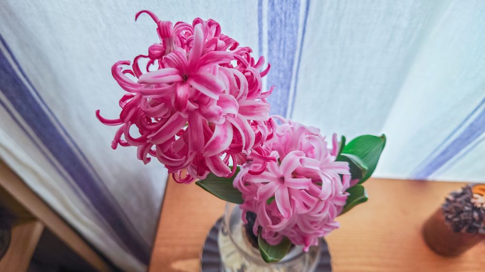 1枚目のヒヤシンスを真上から撮った写真。新旧左右の花房で色味がちがう。左の古い方は濃く、右の新しい花芽は薄く明るいピンク色をしている。
跳ねるような花弁がボール玉のように丸くまとまっているように見える。