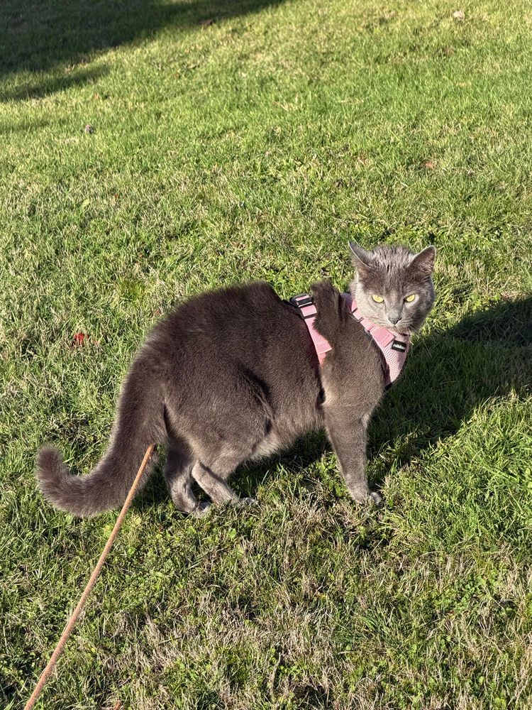 Gray cat in a pink harness with an orange line. 