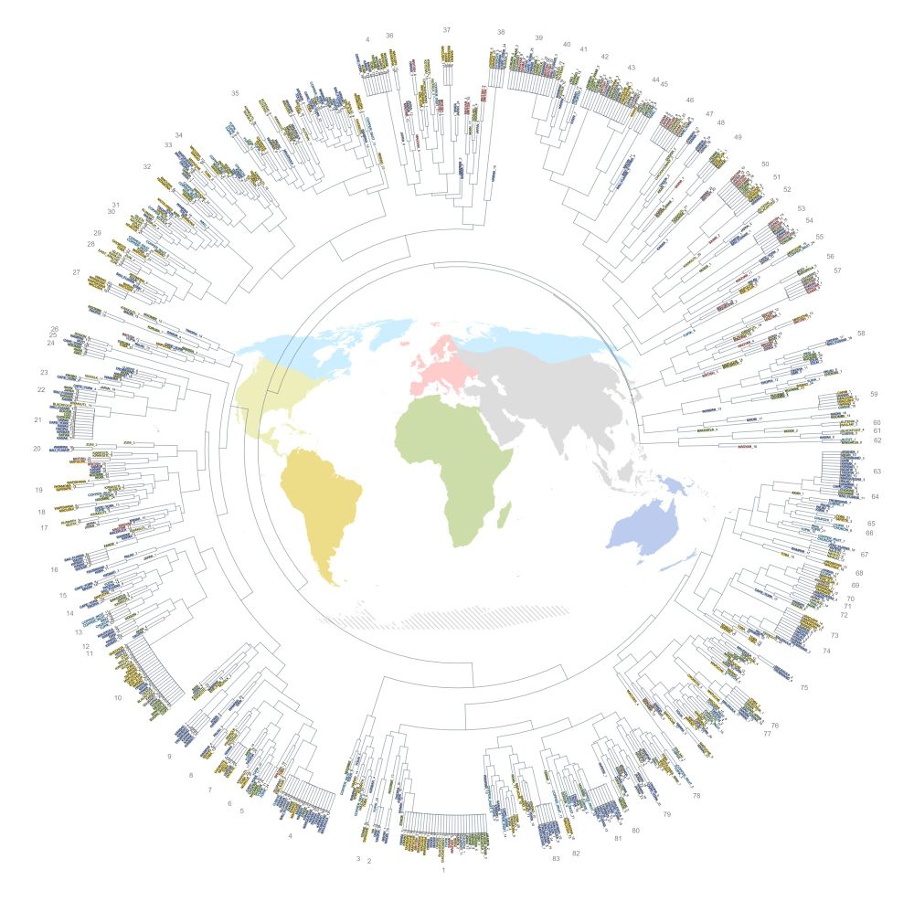 A huge phenetic tree visualising our global string figure dataset.