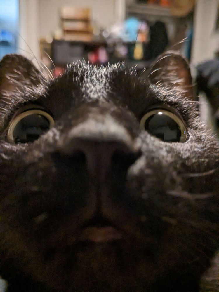My black cat, Jellybean, staring very intensely at the camera with HUGE eyes