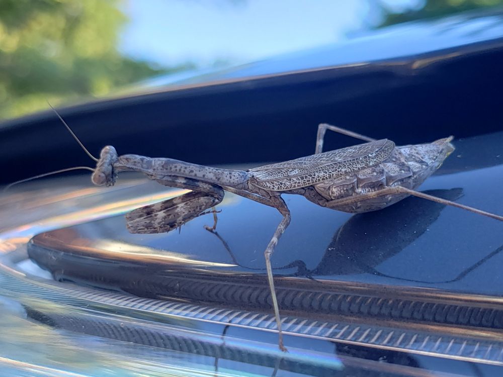 Photo of Carolina mantis (Stagmomantis carolina).
