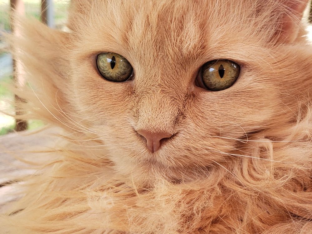 Closeup of gorgeous, enigmatic cat face. Pale white-cream fur with green and gold eyes.