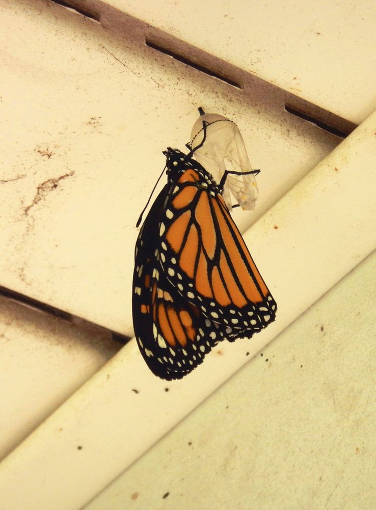 Monarch butterfly (Danaus plexippus) emerging from chrysalis.