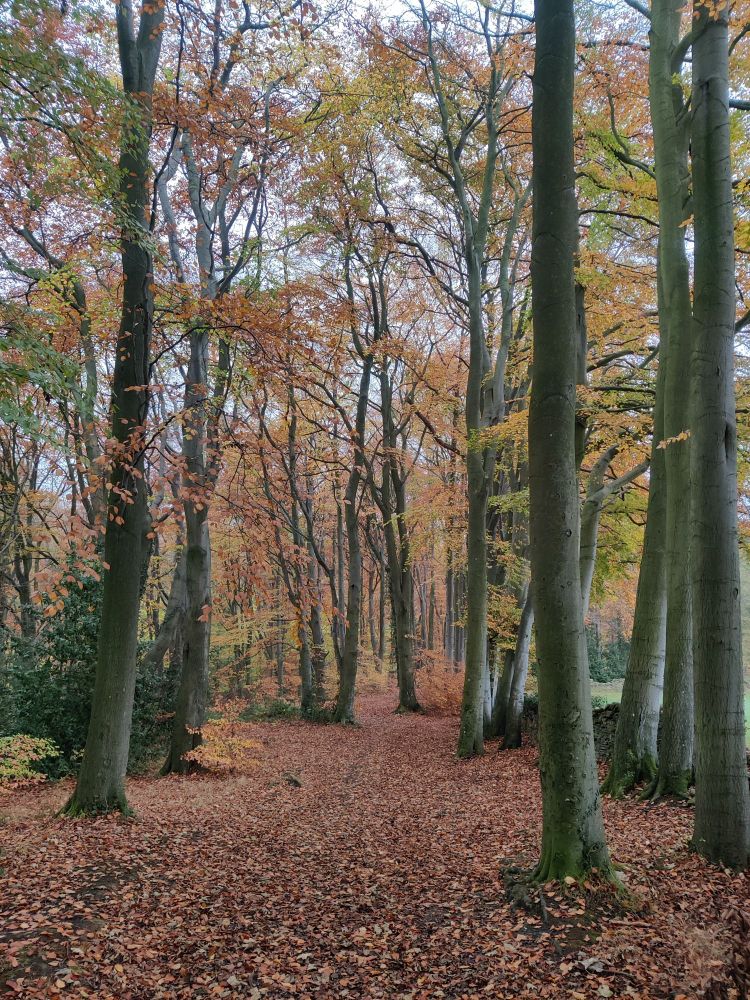 Another view a path sided with  beech trees with their increasingly empty branches. 