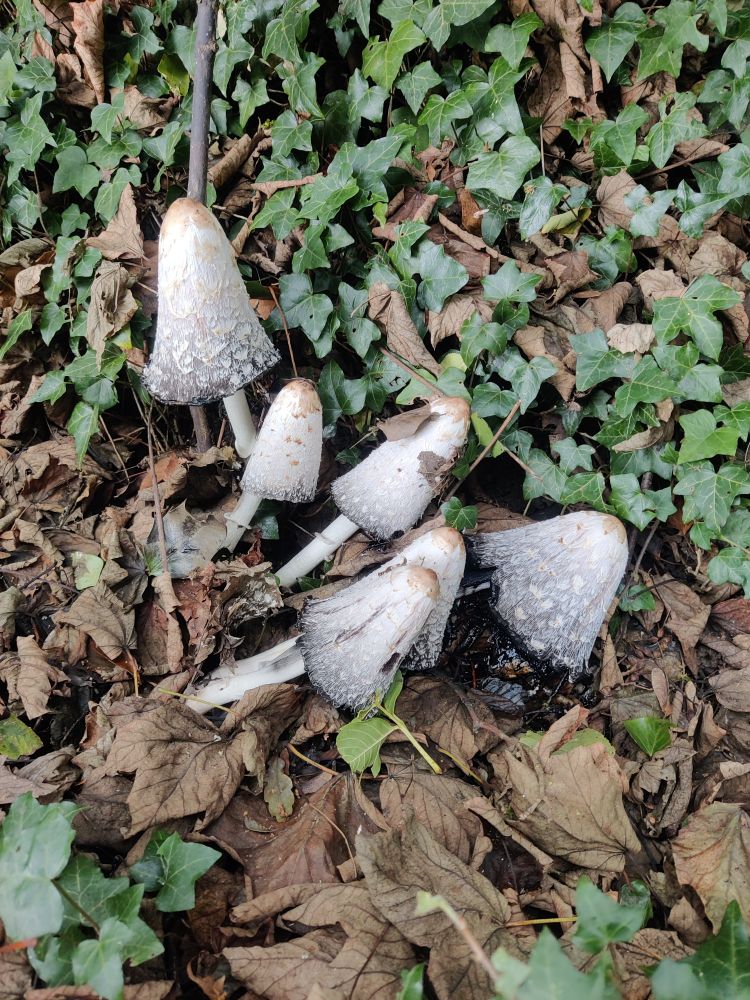 A good half dozen in cap mushrooms. One upright and the rest slanted at angles as if the are falling over. A woodland floor surrounds them covered in ivy and brown leaves. 
