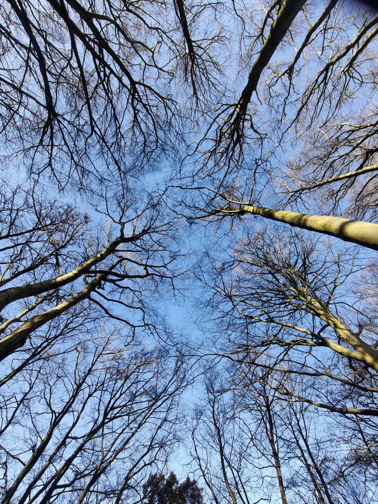 A beech wood, looking up into the canopy. The trees are bare now and the sky above is a cold blue. 
