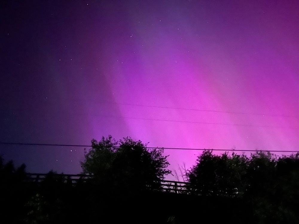 A photo of diagonal (left to right) fuschia auroras in light columns surrounded by purple aurora light. There are stars in the background of the lights; the foreground is a fence and some shrubbery silhouette. 