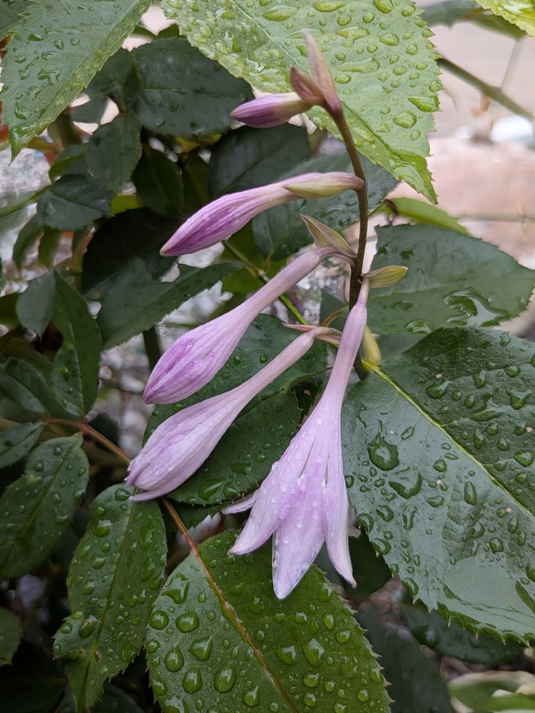A lavender hasta frond blooms through a rose thorn canopy.