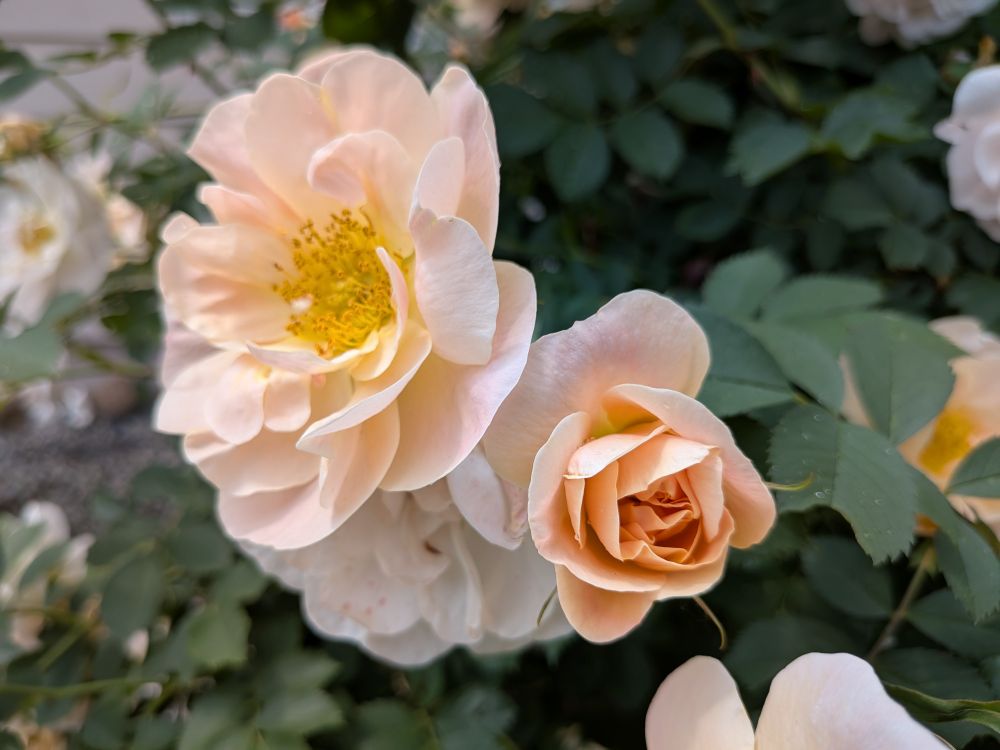 Two peachy cream colored roses.