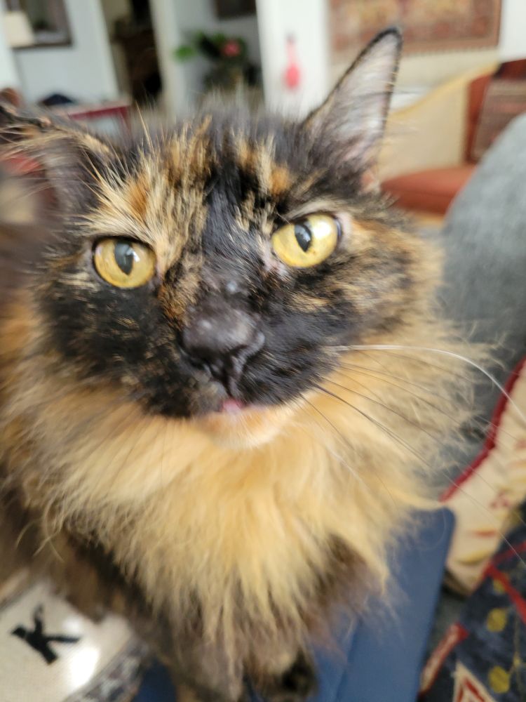 Medium length tortie with yellow eyes.