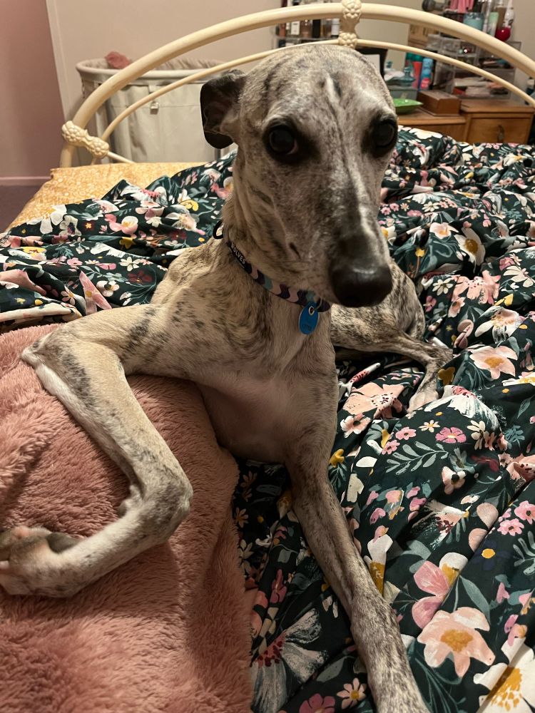 The image shows a grey marbled whippet lying on a bed. His right front leg is propped on the thigh of someone wearing a pink dressing gown and he is looking at the person attached to the leg