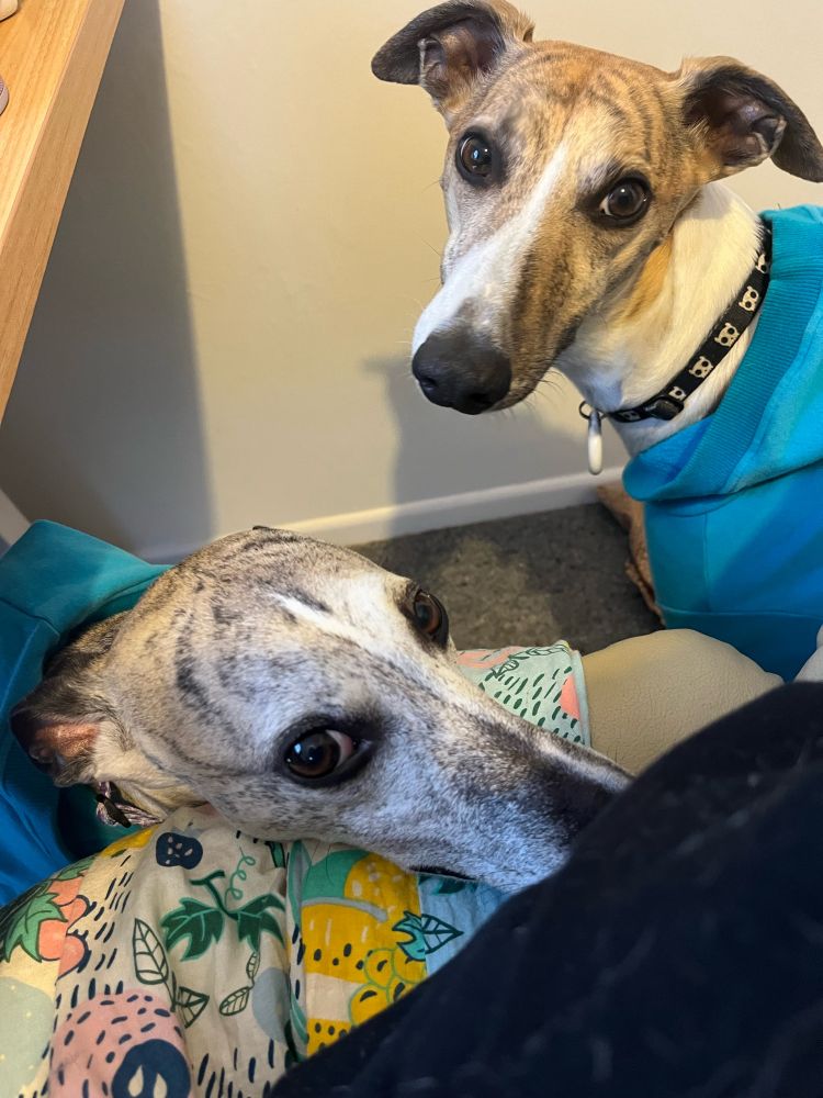 The image is two whippets standing beside a desk chair looking at the photographer with expectant faces