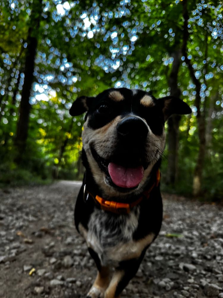 Jake, a brown, black, and white mutt walks on a path through the woods. 