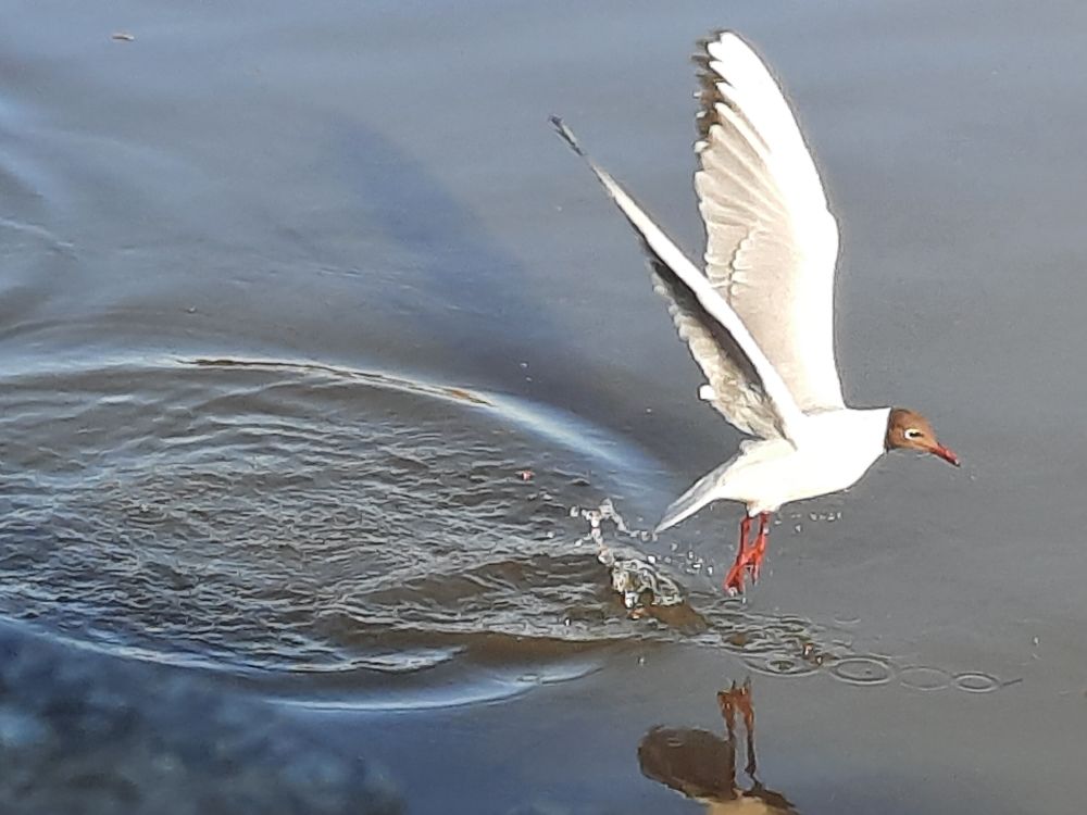 Eine Möwe startet, verlässt gerade due glatte Wasseroberfläche 