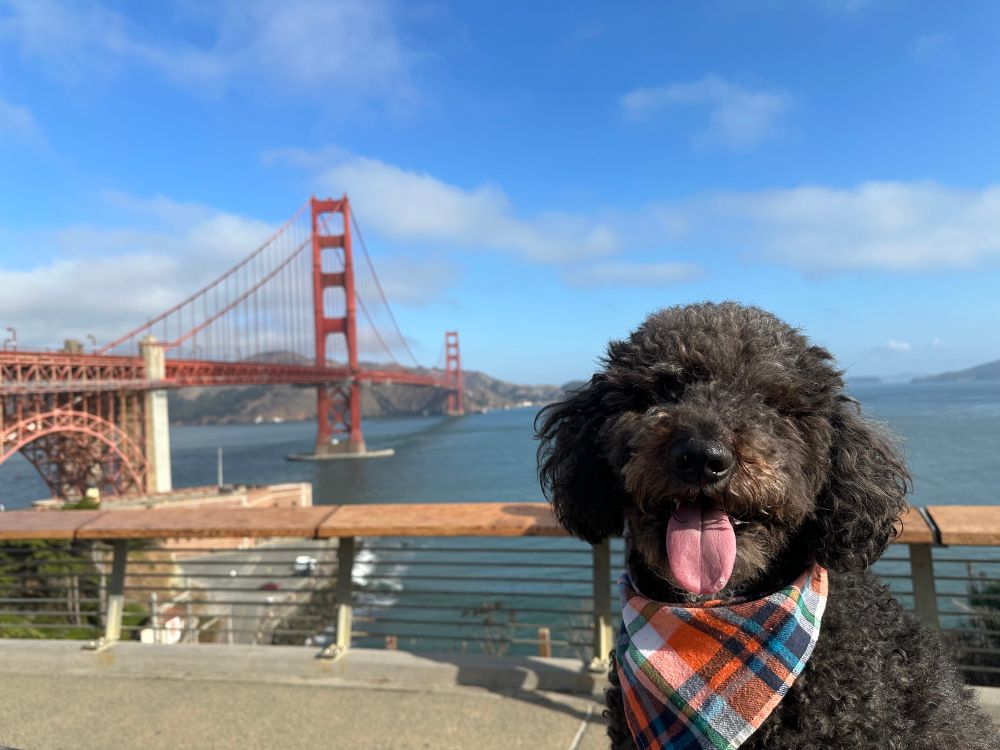 Black goldendoodle wearing a bandana in with a clear view of the Golden Gate Bridge.